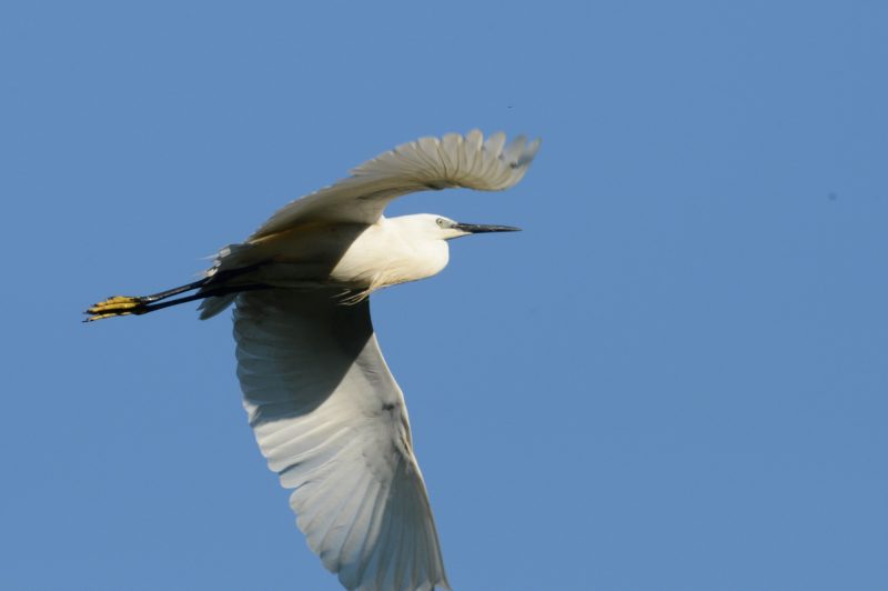 Aigrette garzette
